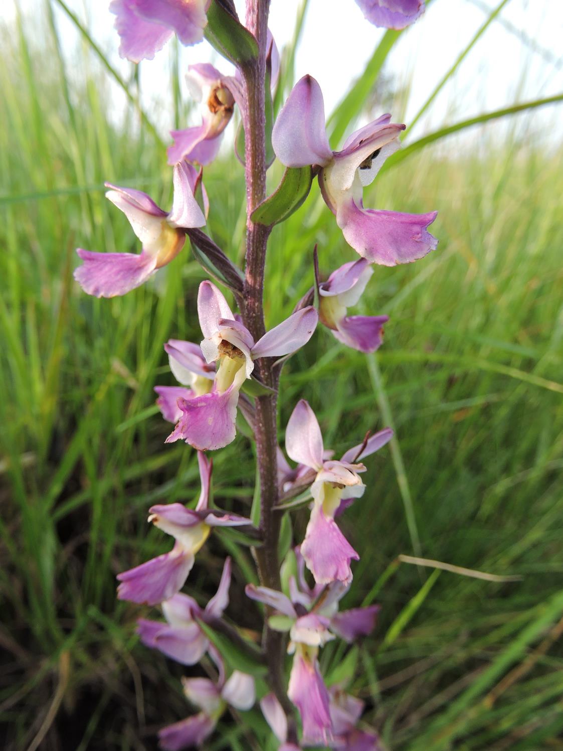 Brachycorythis ovata subsp. welwitschii