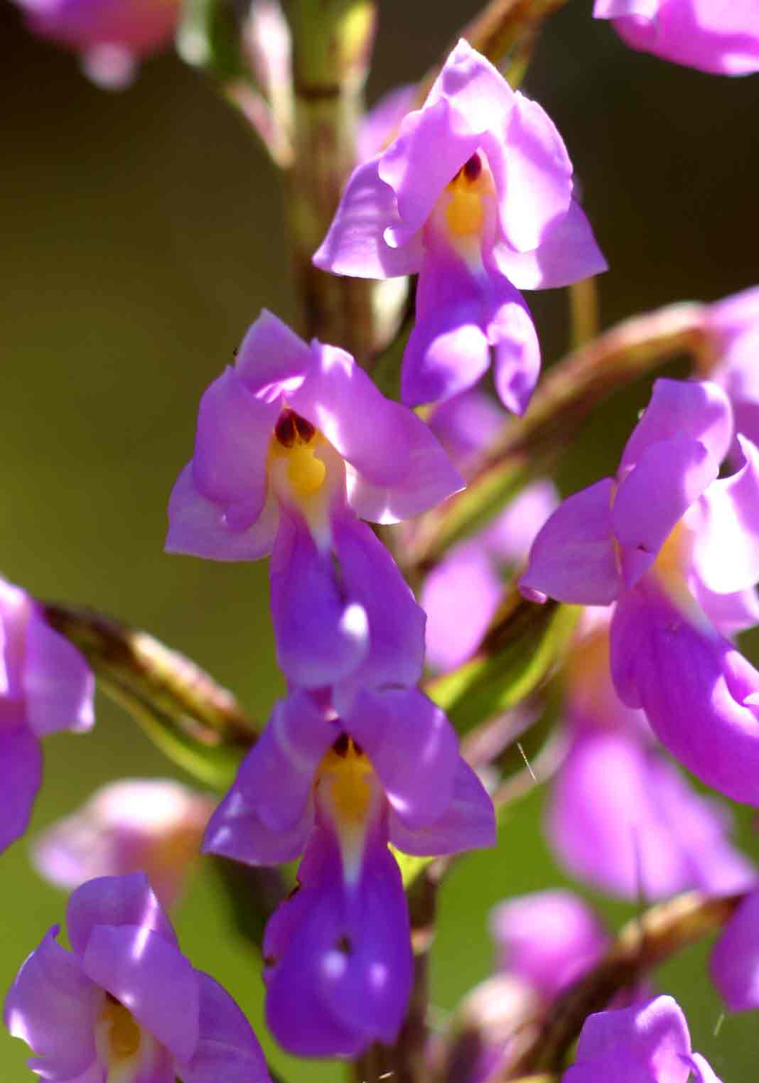 Brachycorythis pleistophylla subsp. pleistophylla