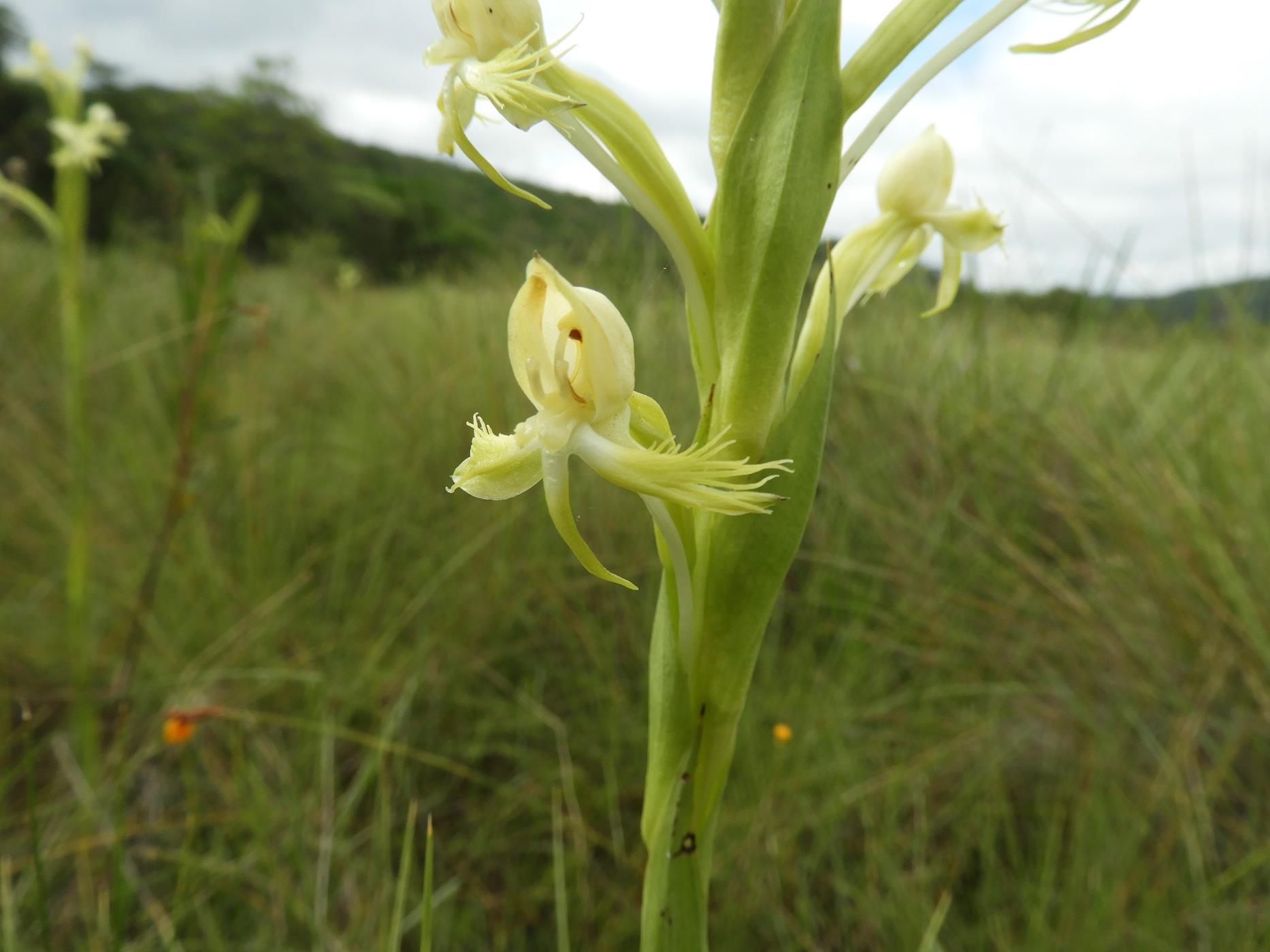 Centrostigma occultans