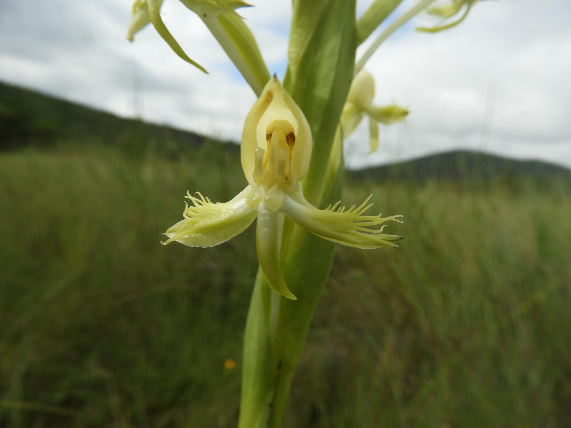 Centrostigma occultans