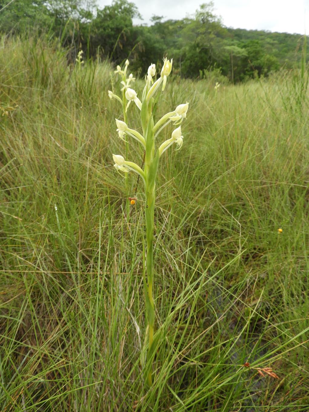 Centrostigma occultans