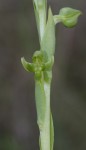 Centrostigma papillosum