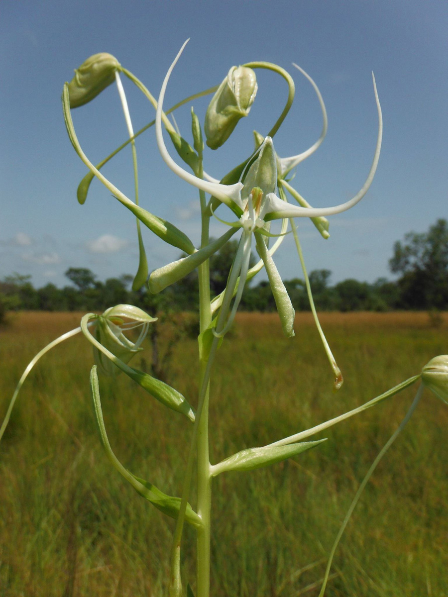 Habenaria harmsiana