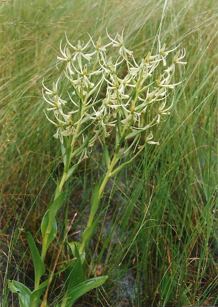Habenaria holubii