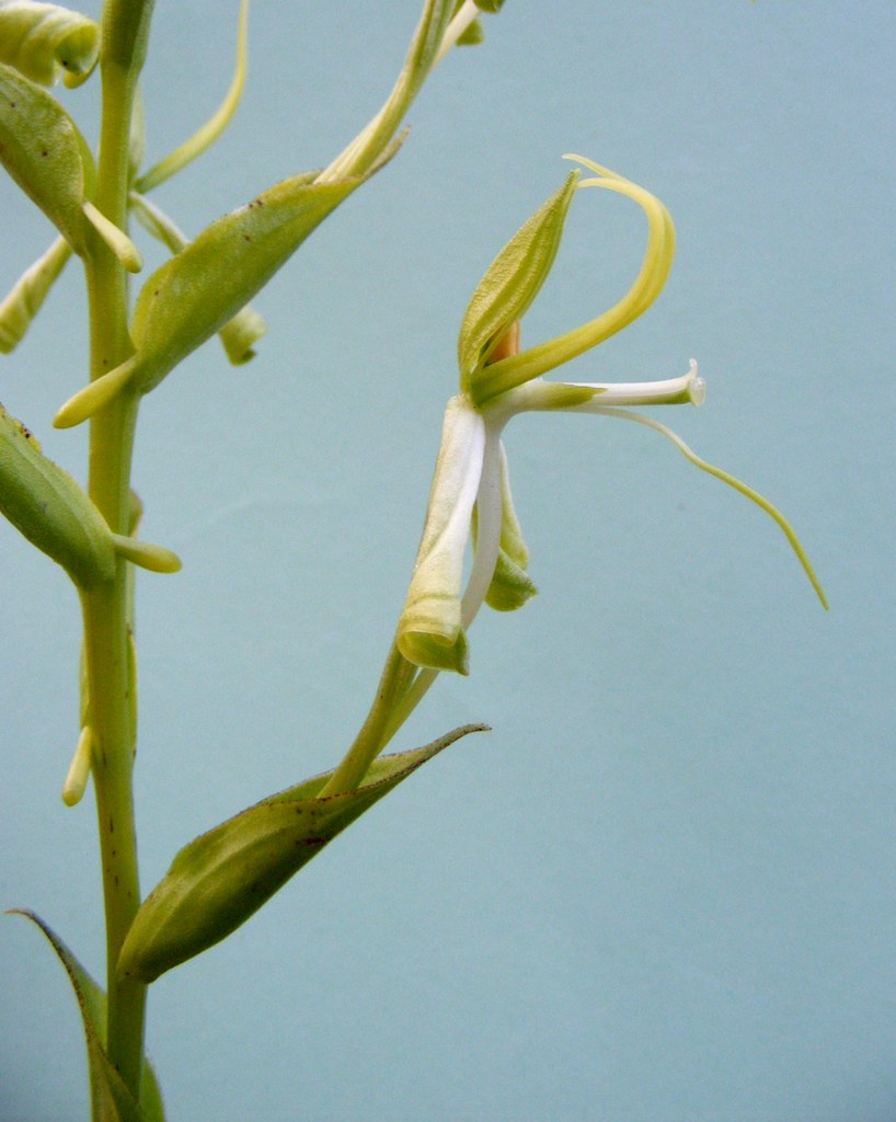 Habenaria holubii