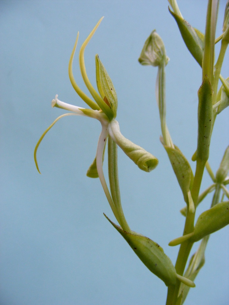 Habenaria holubii