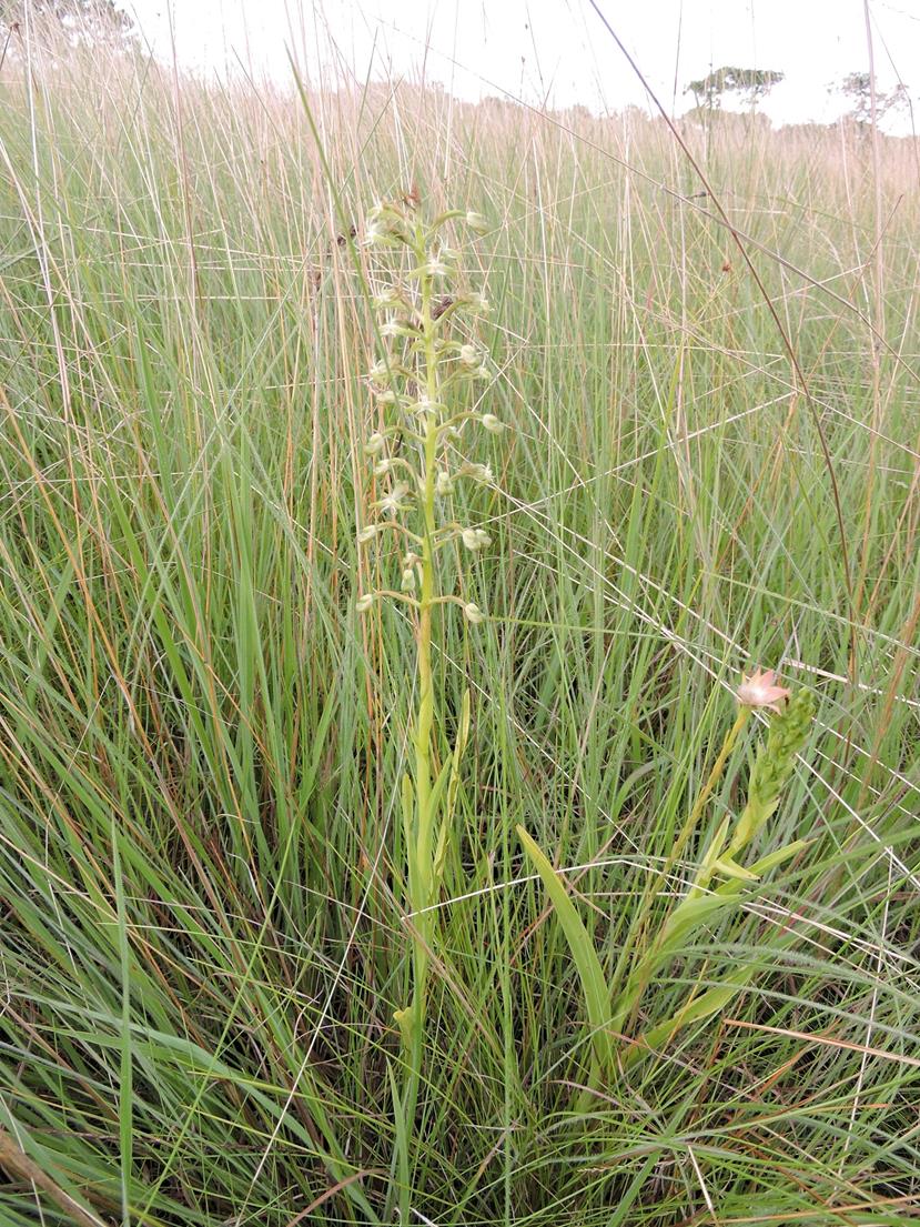 Habenaria humilior
