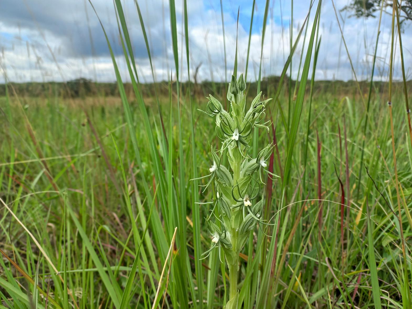 Habenaria lindblomii