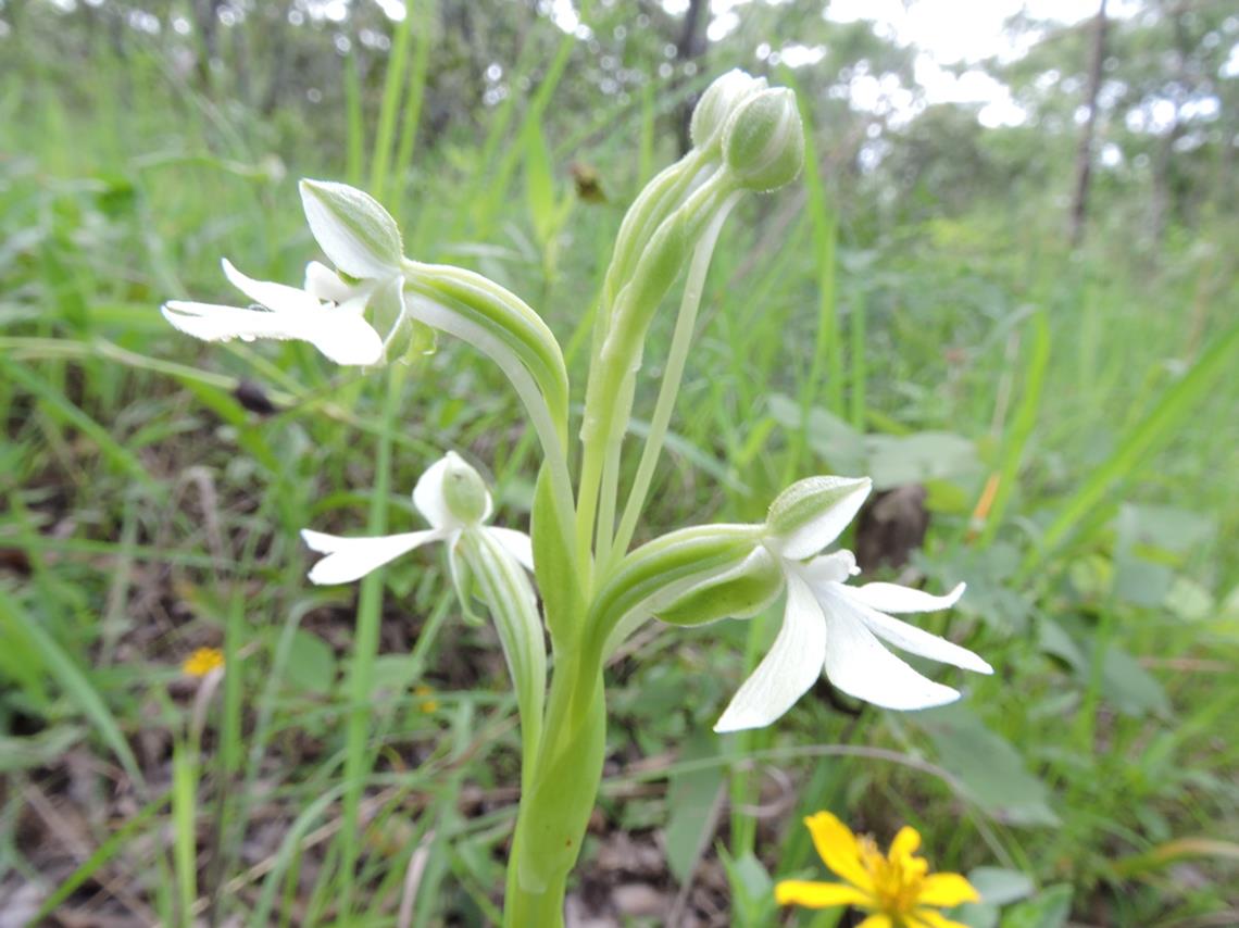 Habenaria macrura