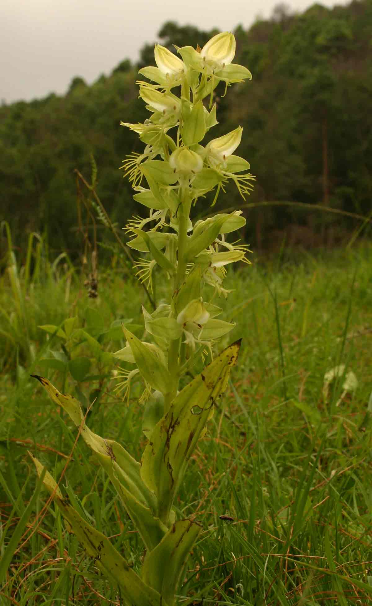 Habenaria praestans var. praestans