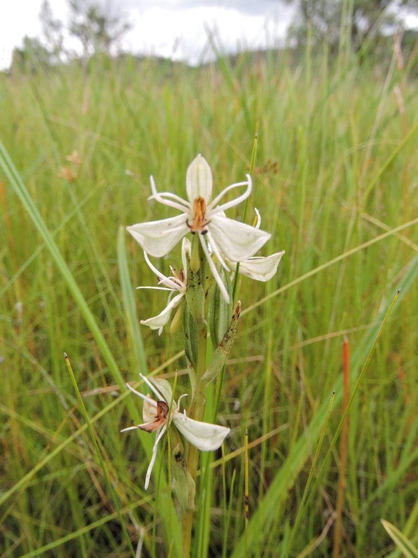 Habenaria stenorhynchos