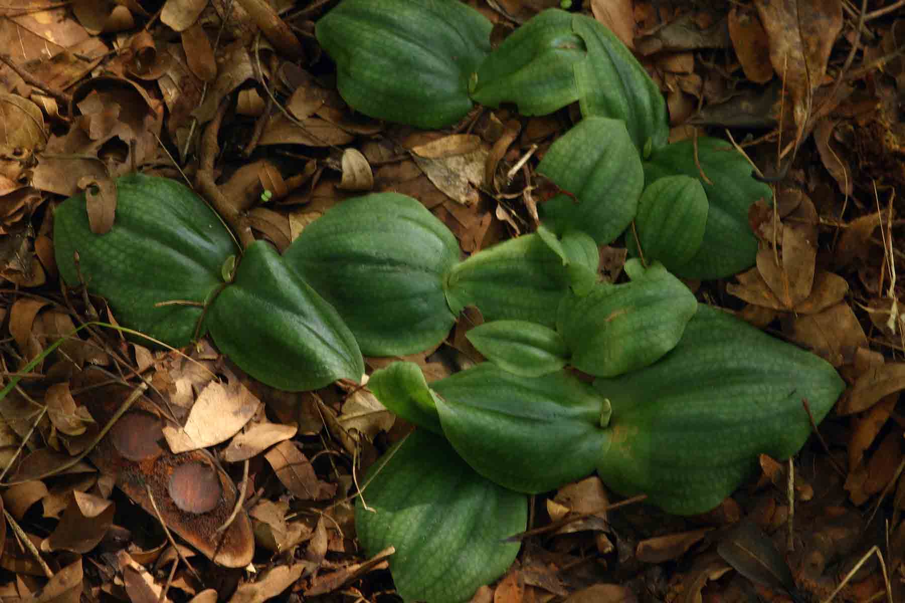 Habenaria trilobulata
