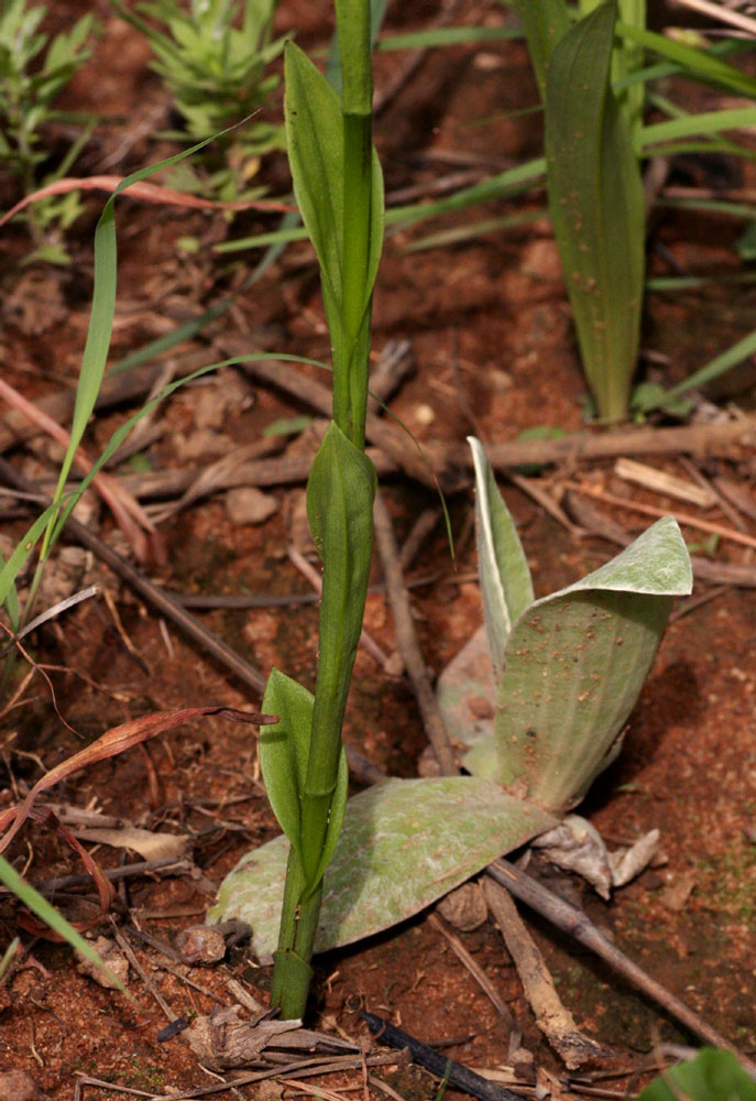 Disa aconitoides subsp. concinna