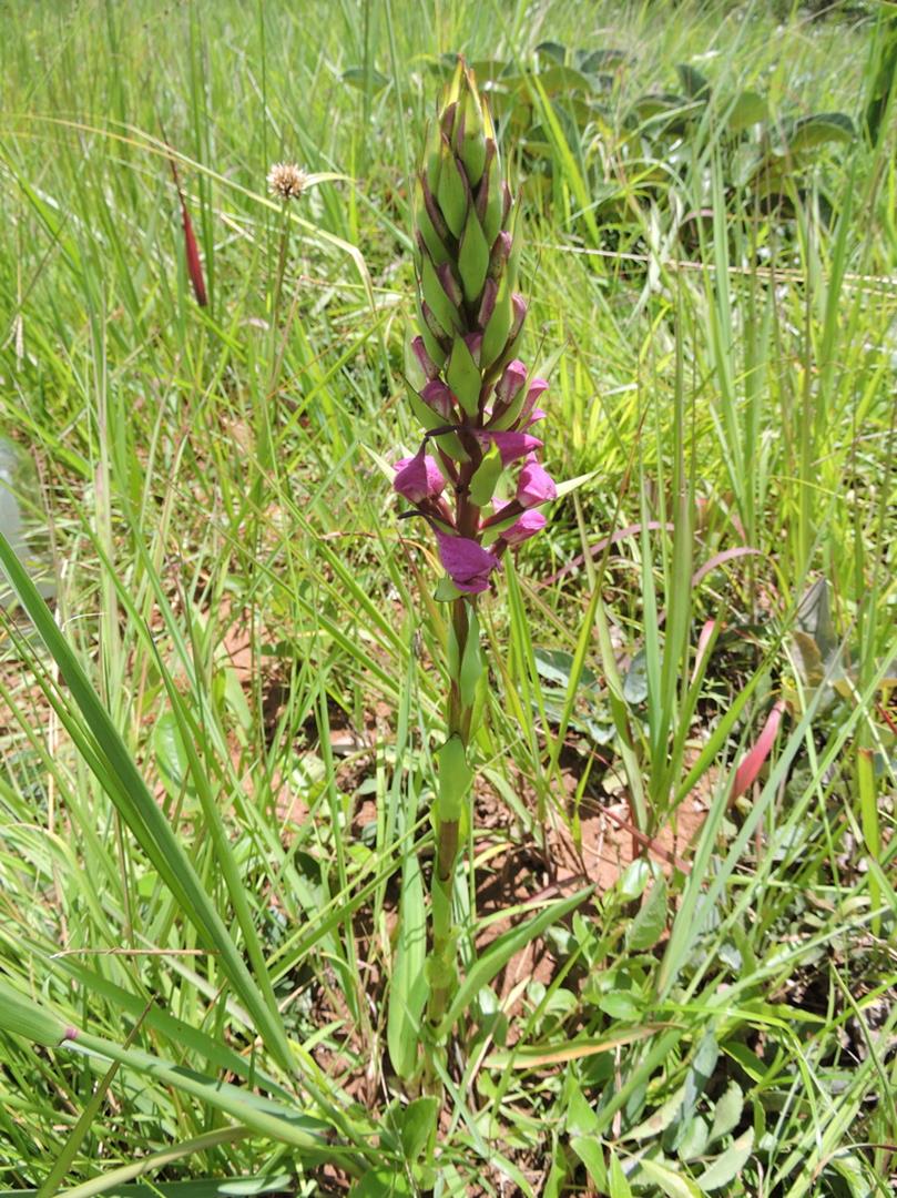 Disa walleri