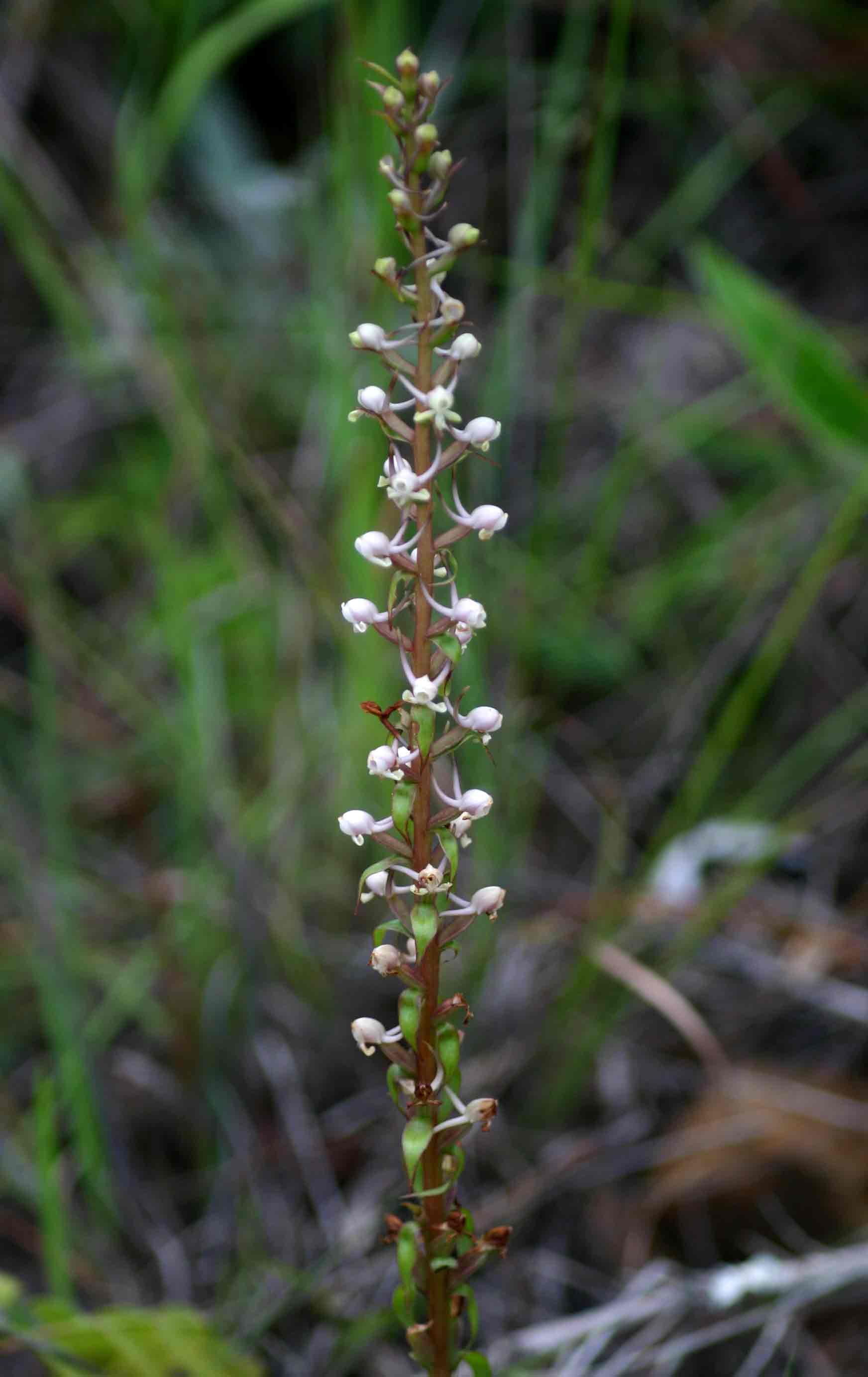 Satyrium anomalum