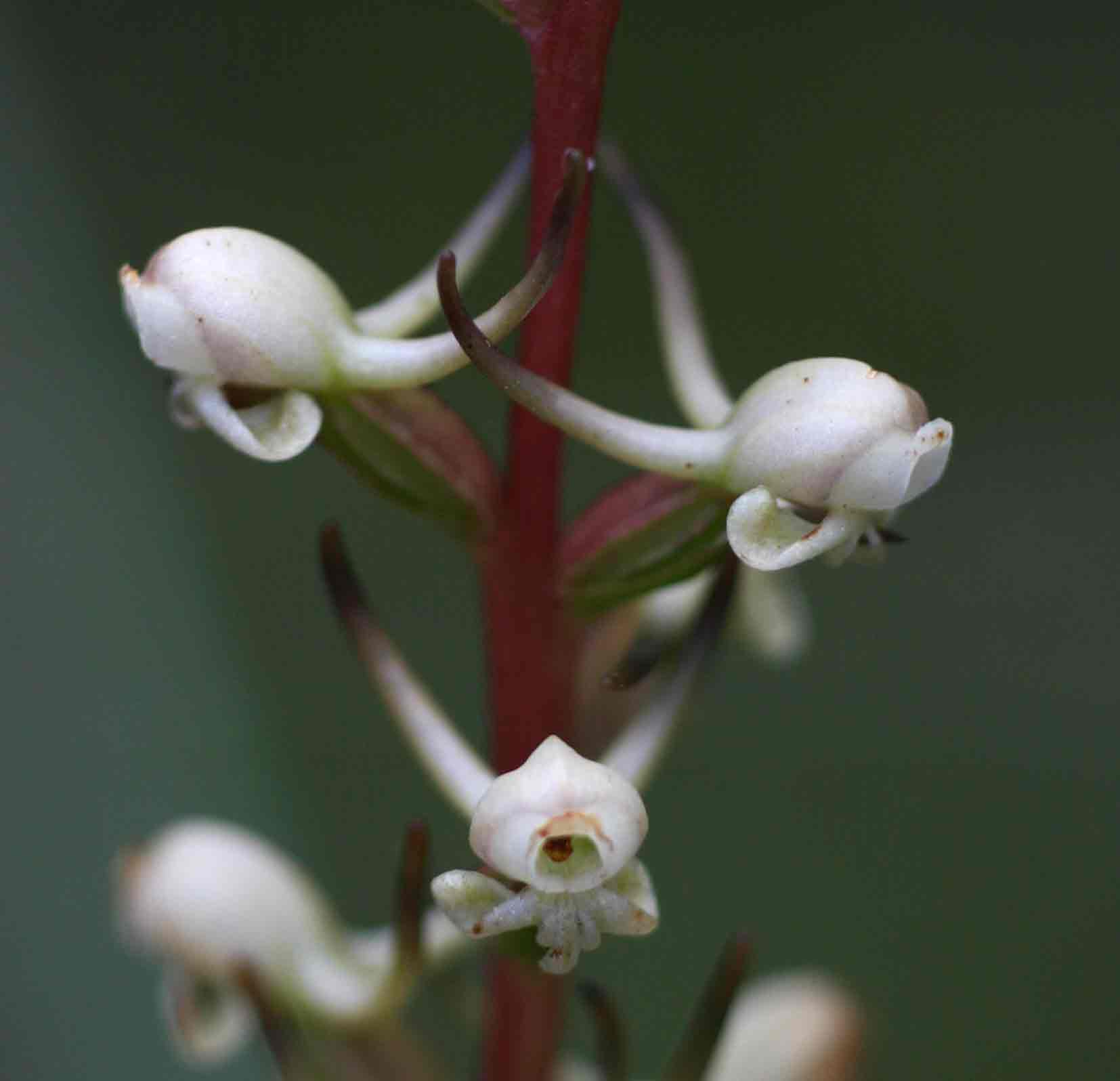 Satyrium anomalum