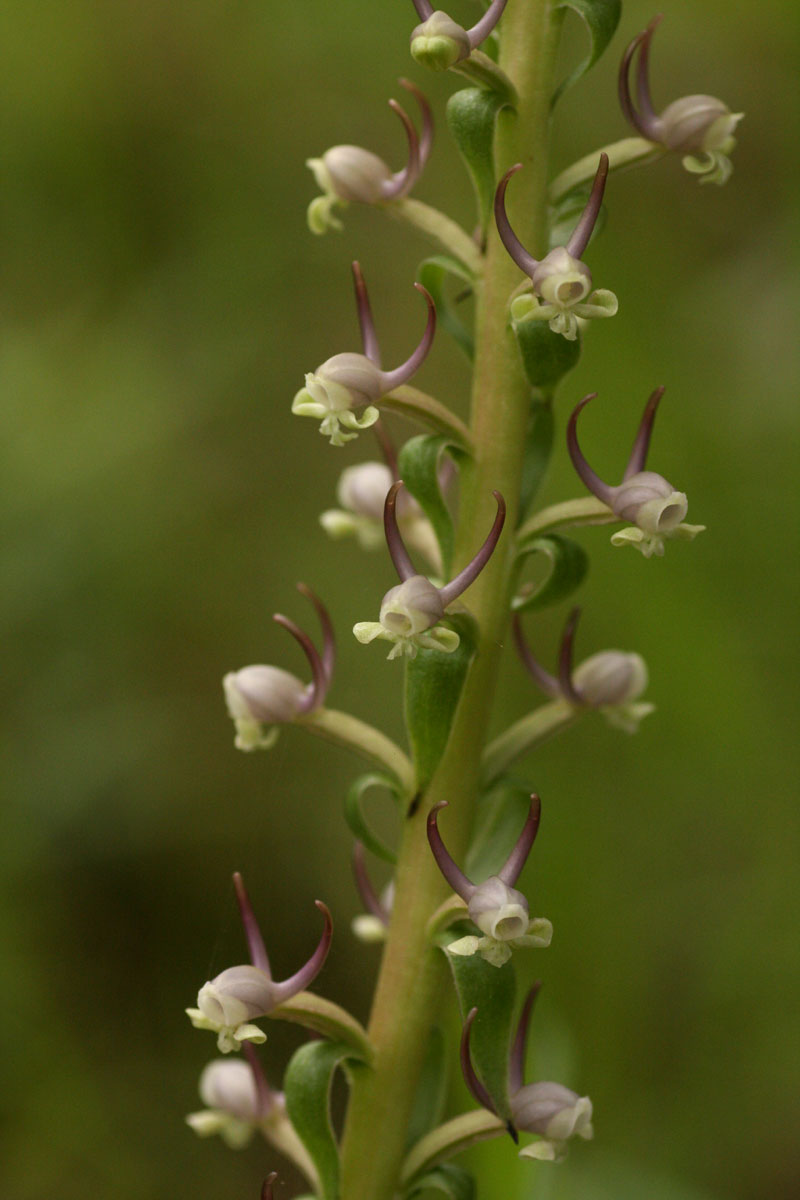 Satyrium anomalum