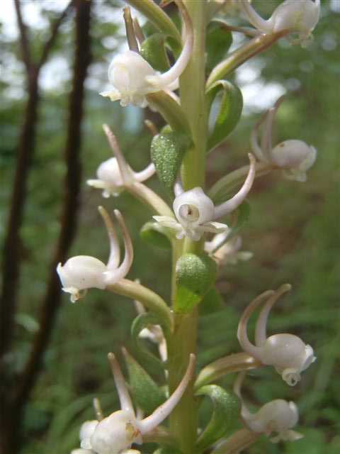 Satyrium anomalum