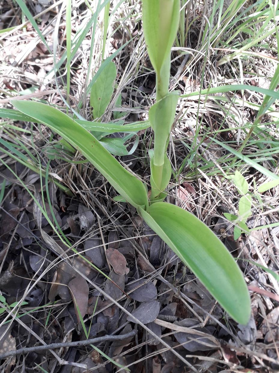 Satyrium anomalum