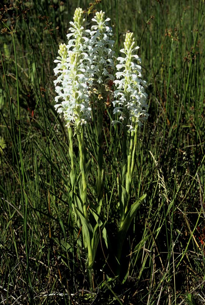 Satyrium hallackii subsp. ocellatum