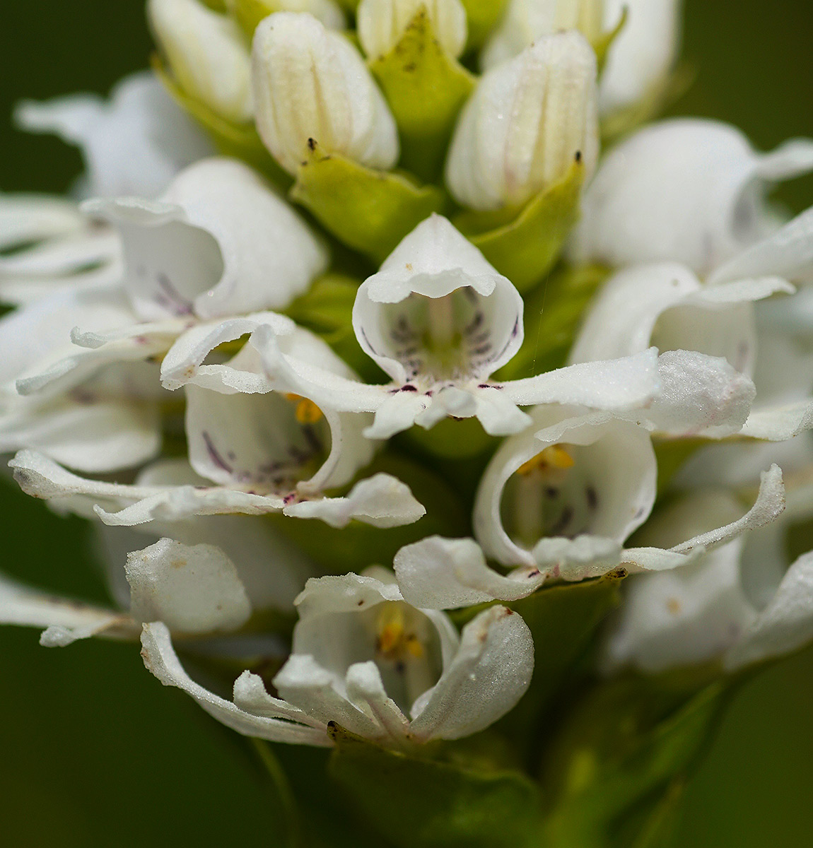 Satyrium paludosum