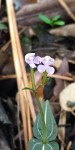 Disperis leuconeura