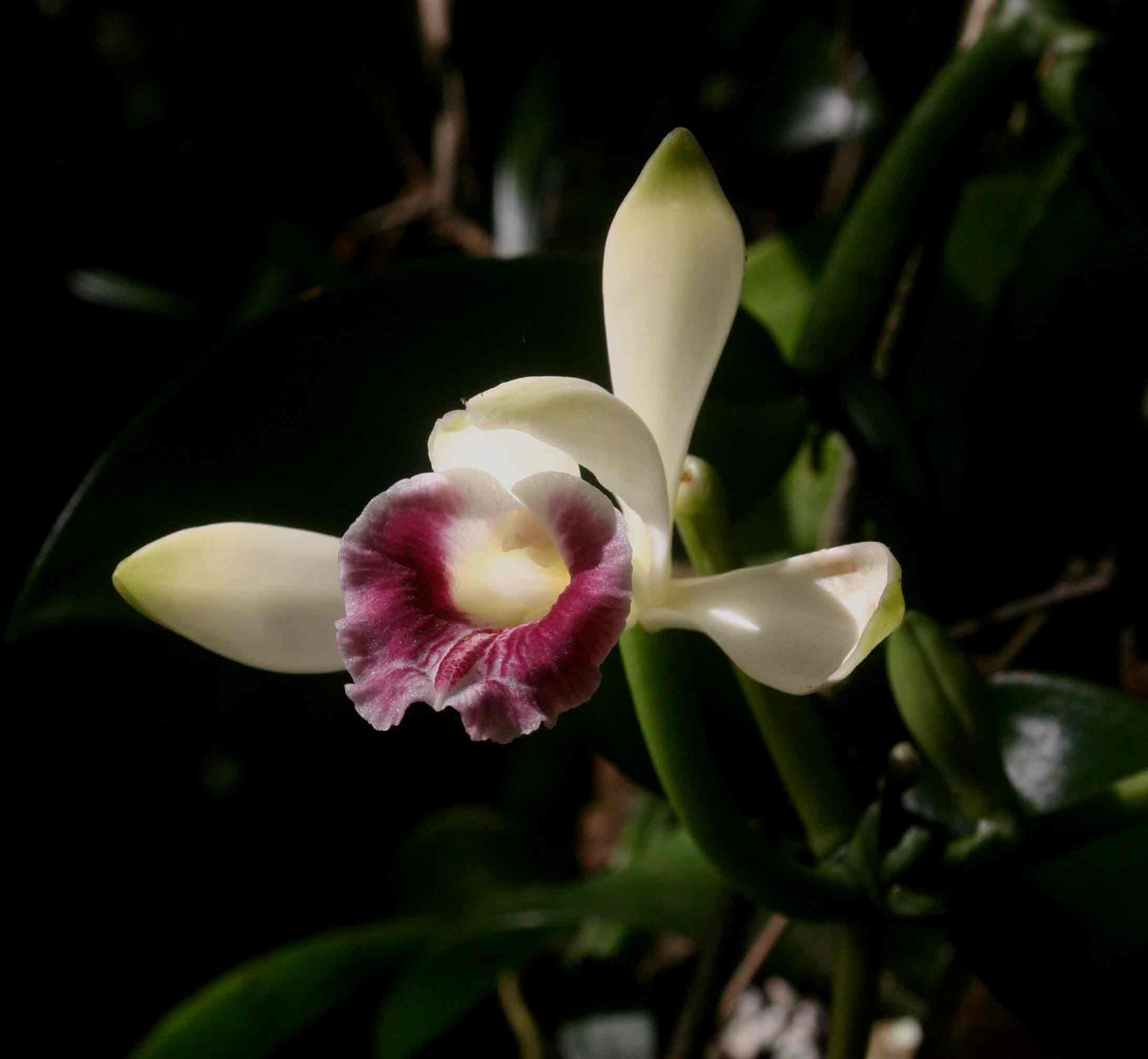 Vanilla polylepis