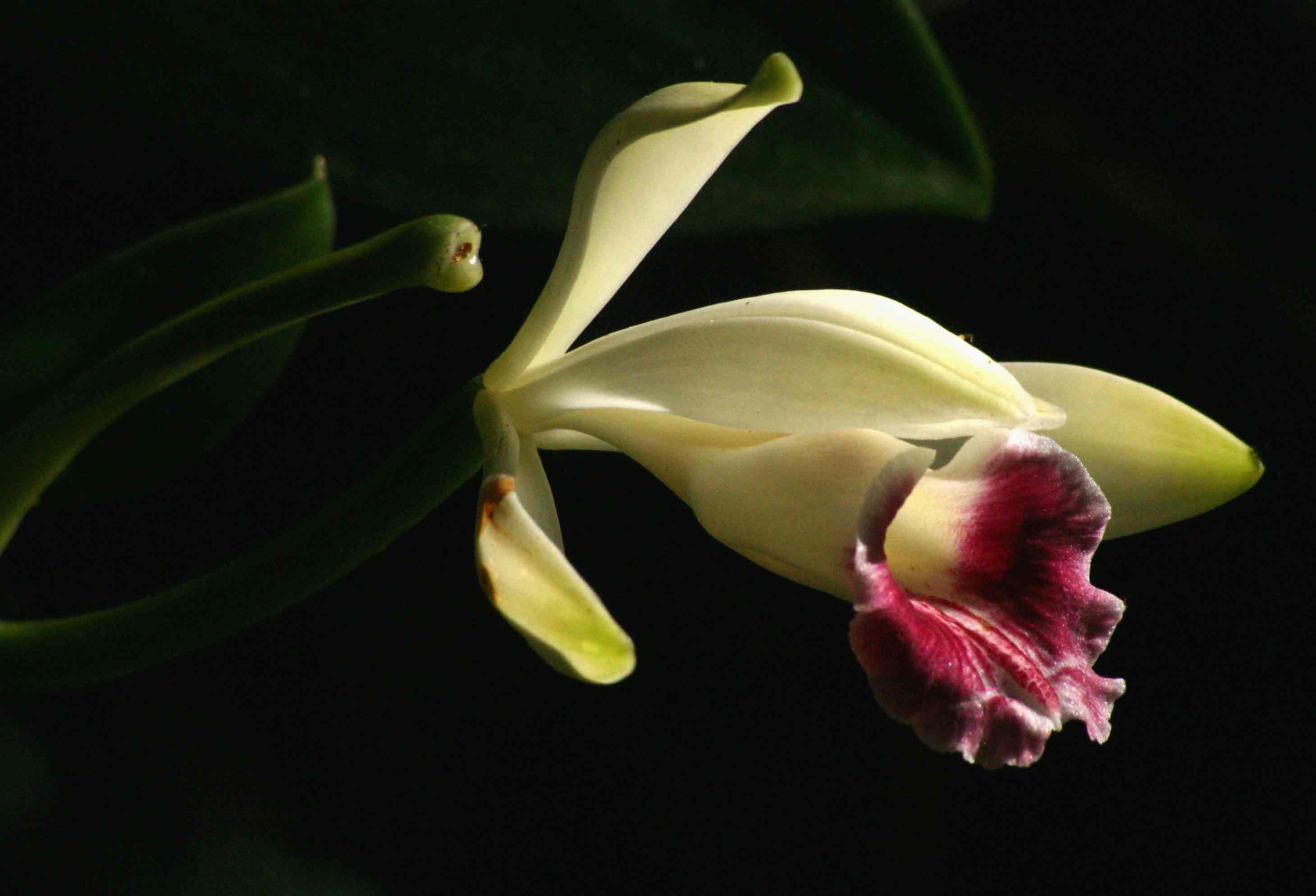 Vanilla polylepis