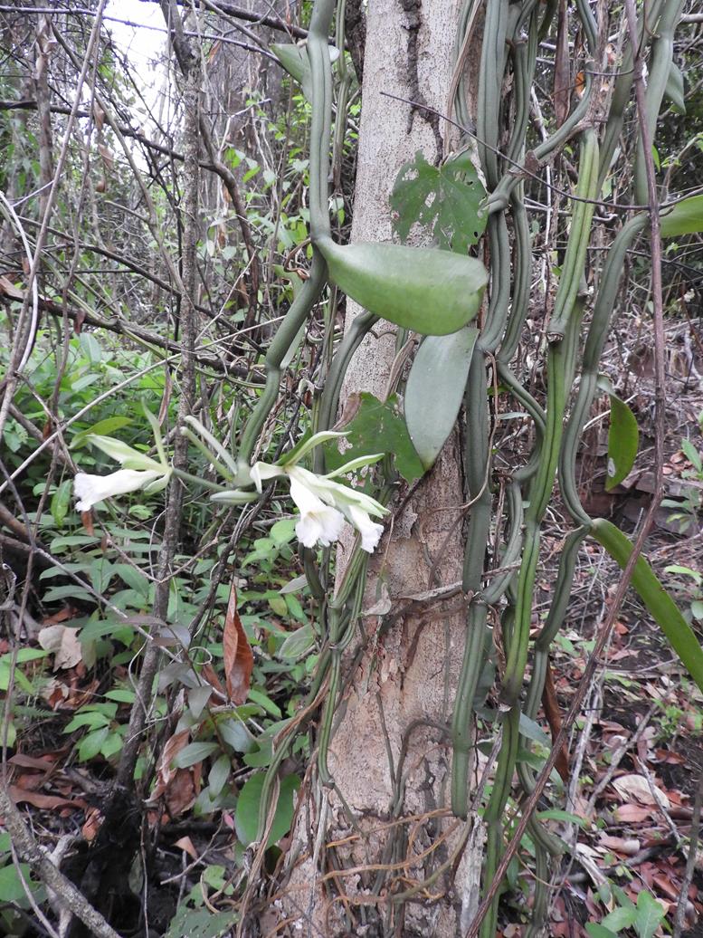 Vanilla polylepis