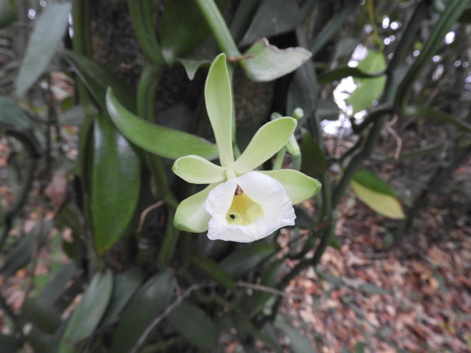 Vanilla polylepis