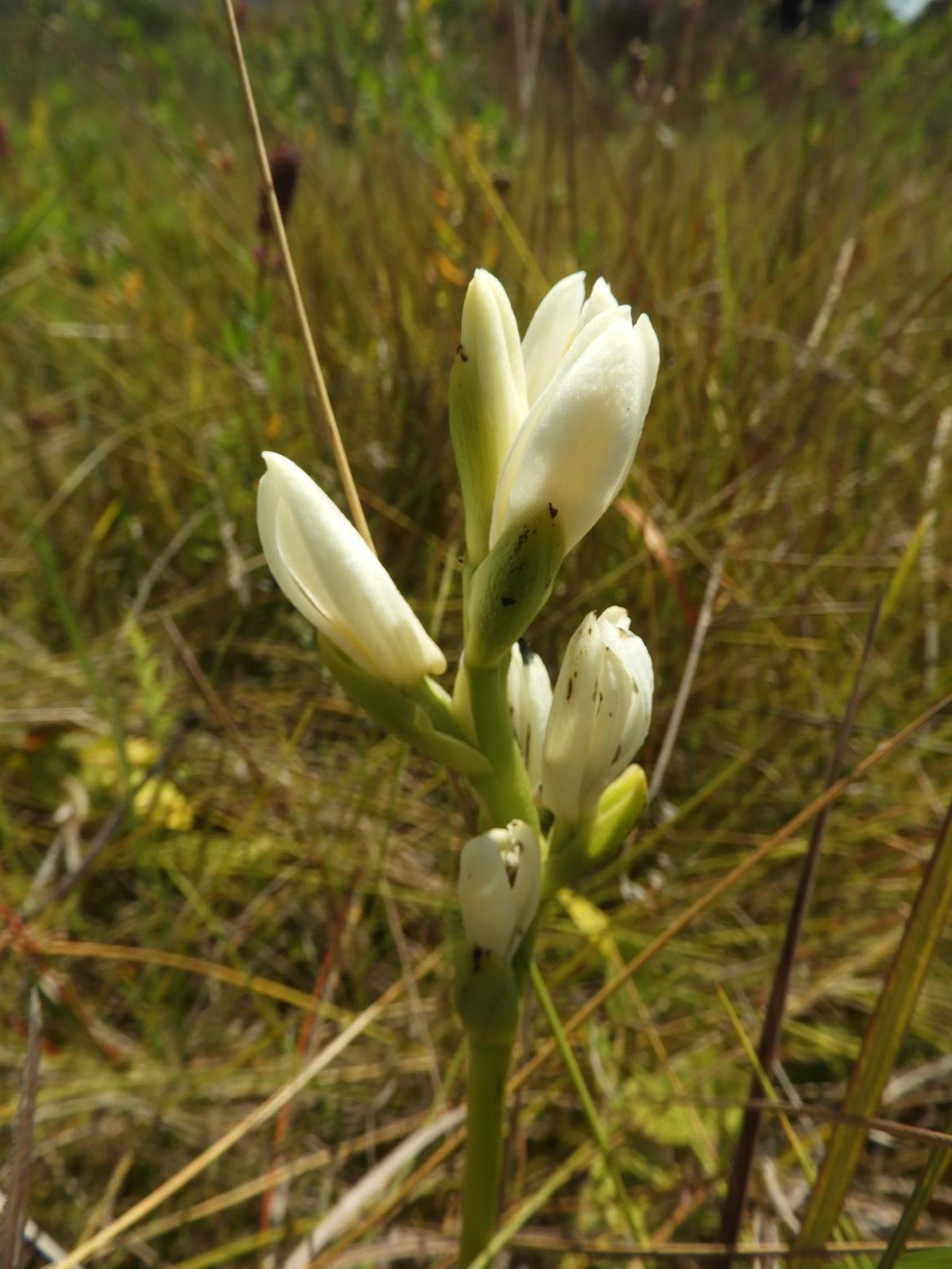 Phaius occidentalis
