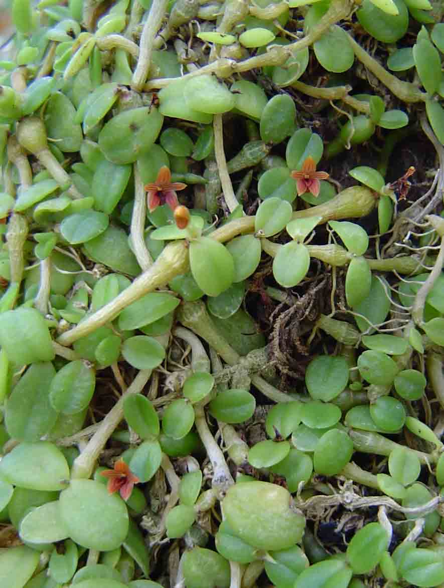Stolzia repens var. obtusa