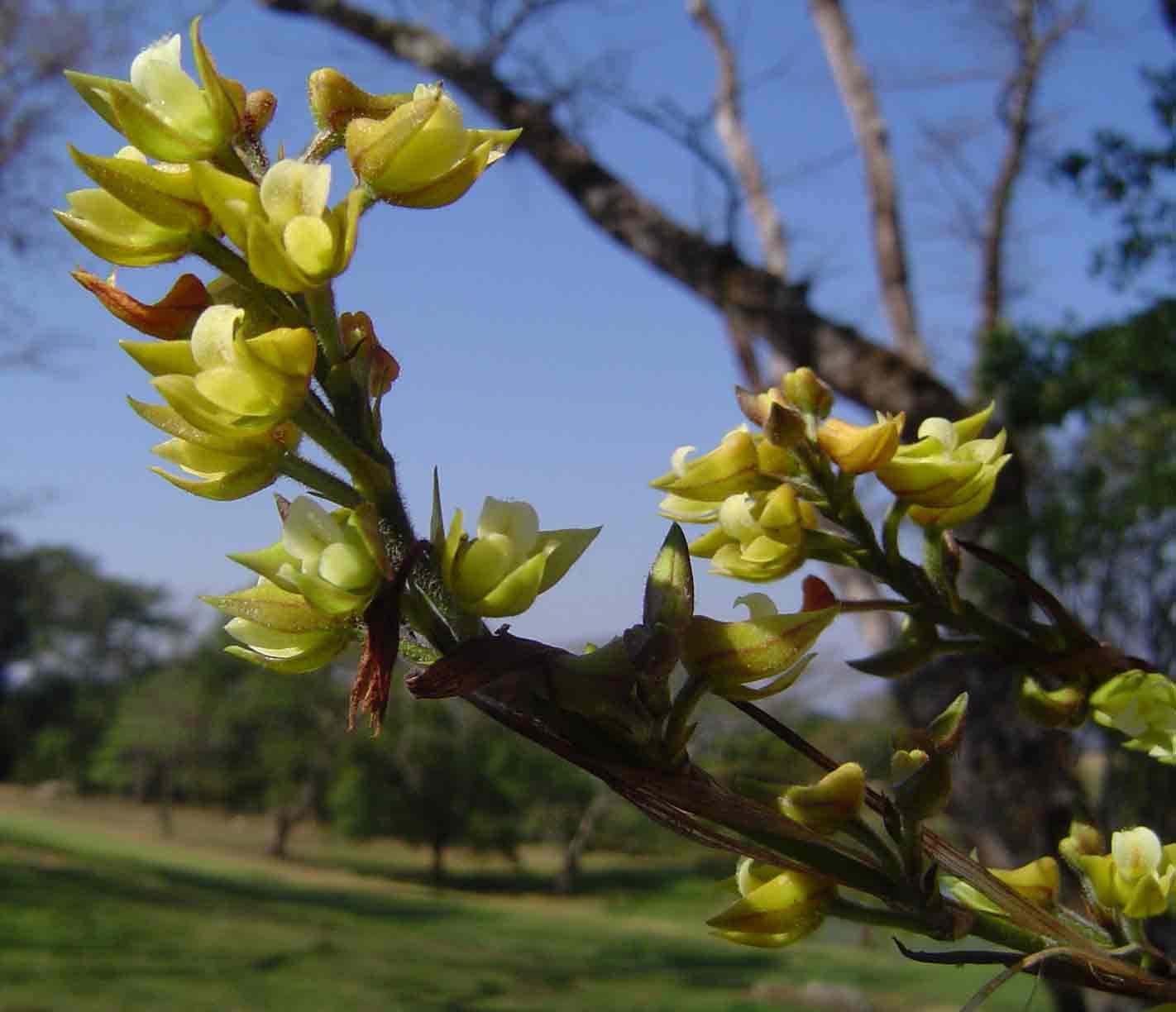 Polystachya vaginata