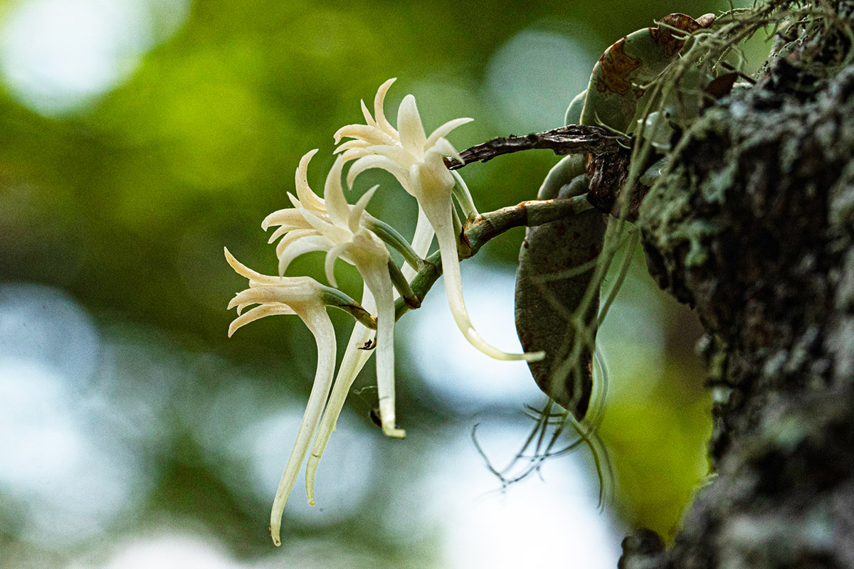 Cyrtorchis crassifolia Cyrtorchis crassifolia
