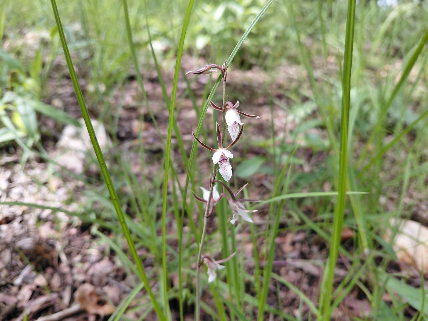 Eulophia acutilabra Eulophia acutilabra