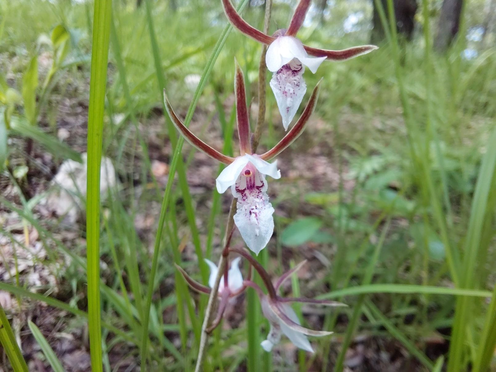 Eulophia acutilabra Eulophia acutilabra