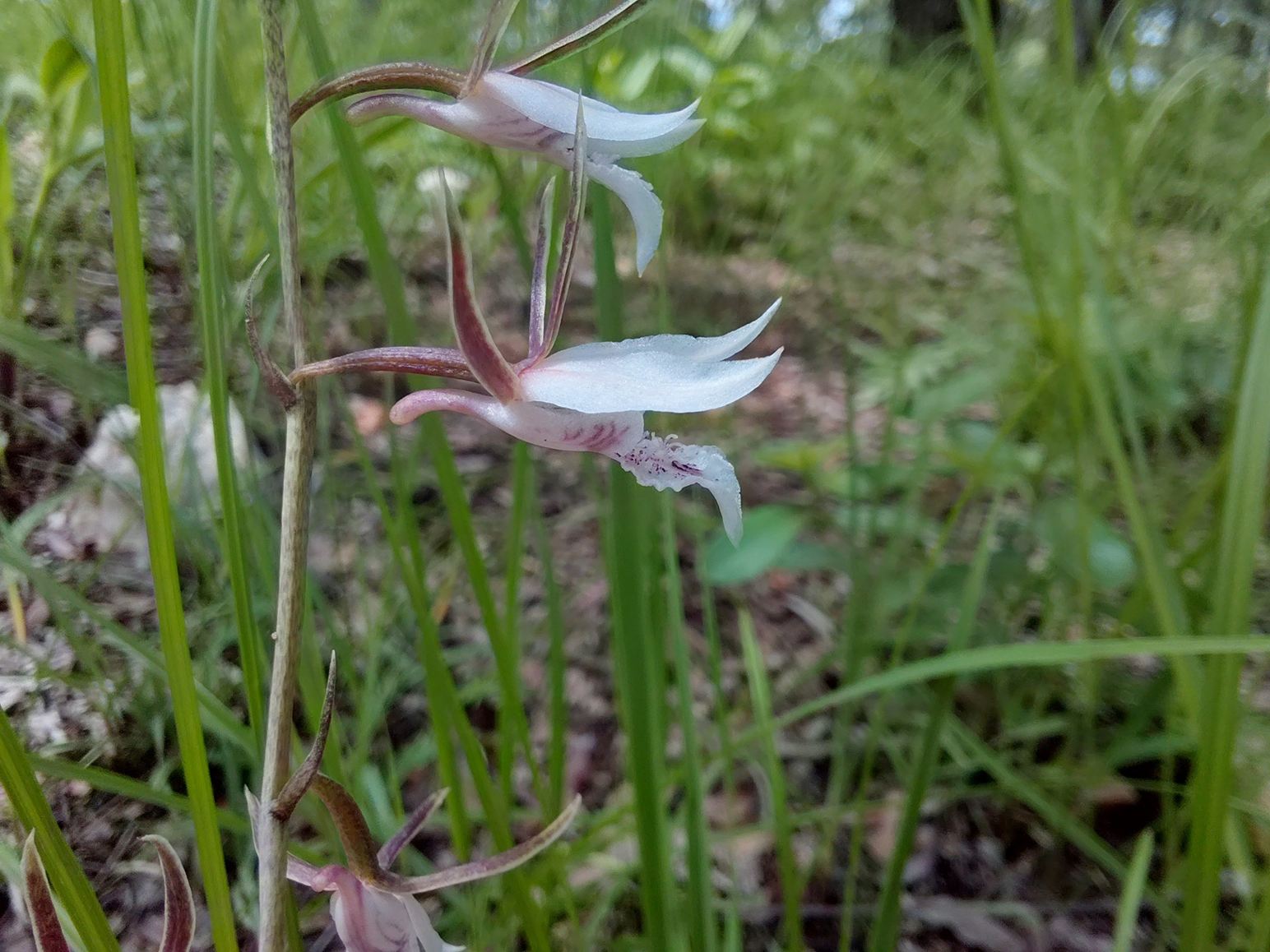 Eulophia acutilabra Eulophia acutilabra