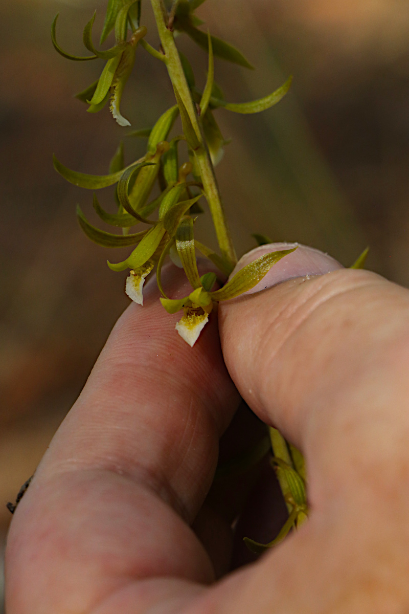 Eulophia eylesii Eulophia eylesii