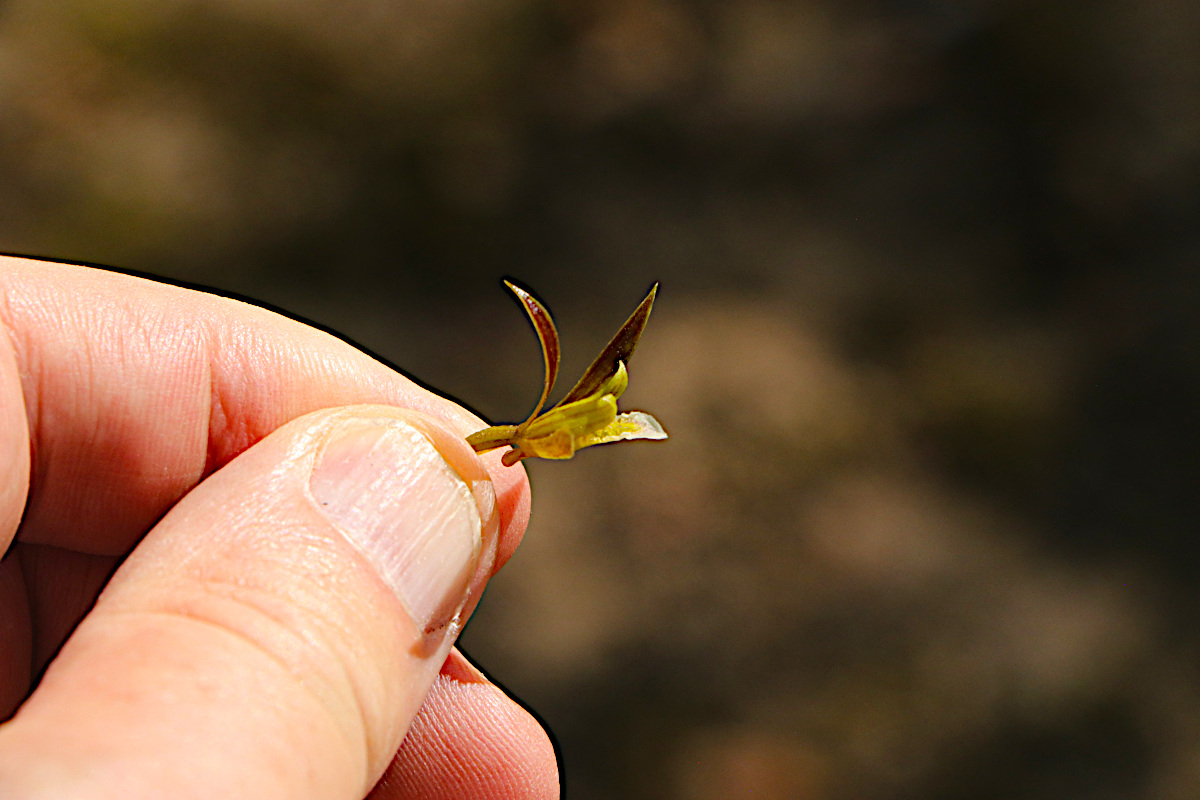 Eulophia eylesii Eulophia eylesii