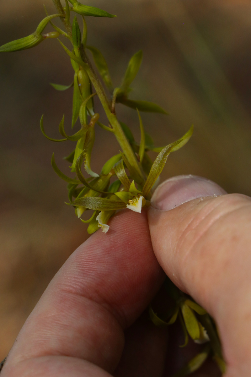 Eulophia eylesii Eulophia eylesii