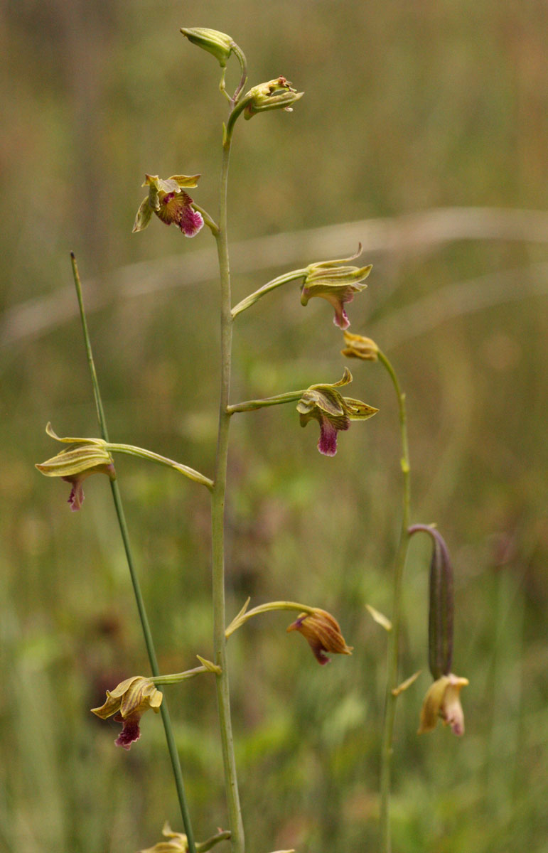 Eulophia kyimbilae