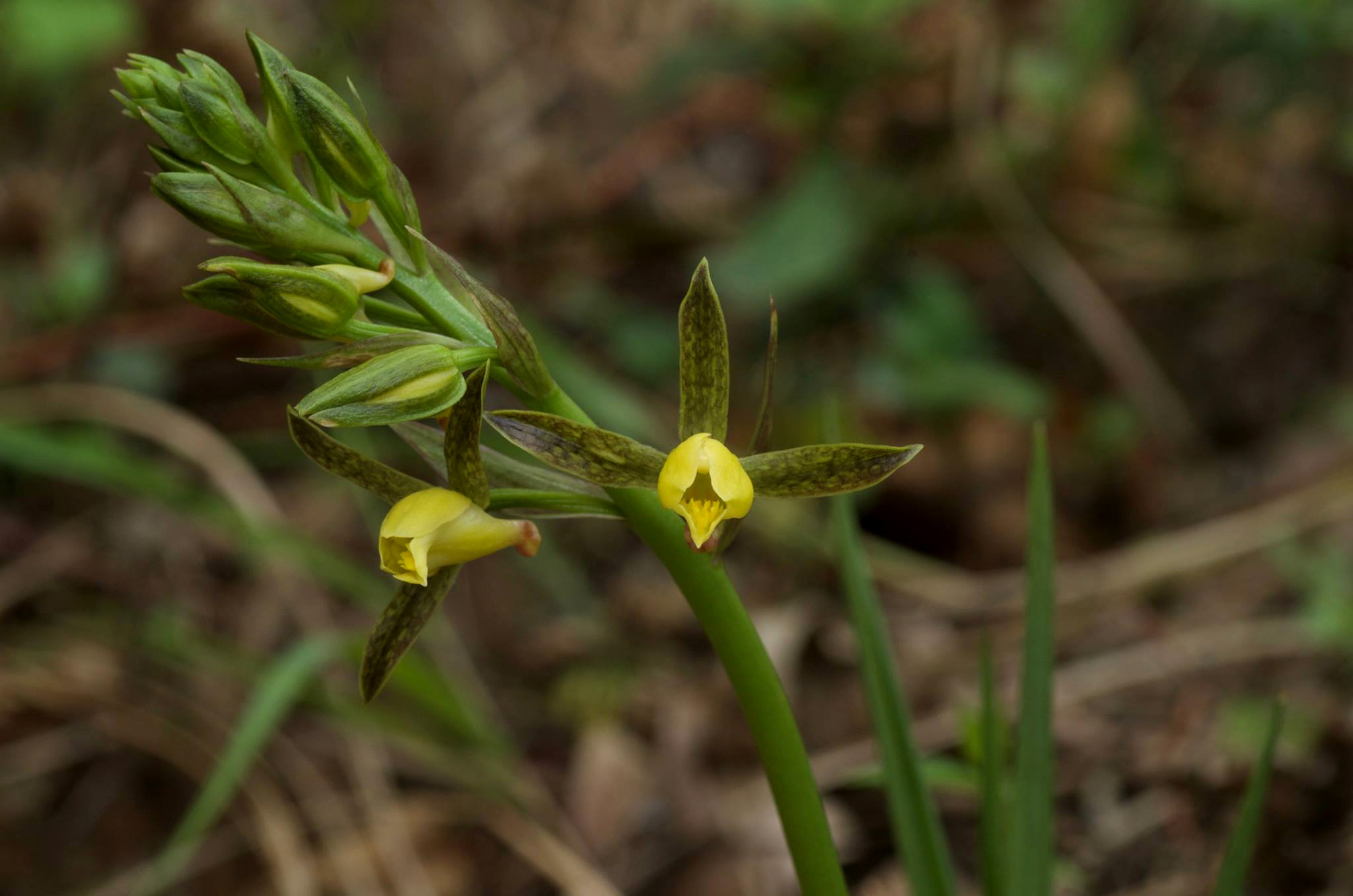 Eulophia monticola