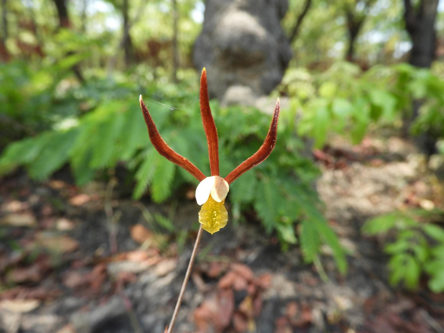Eulophia mumbwaensis