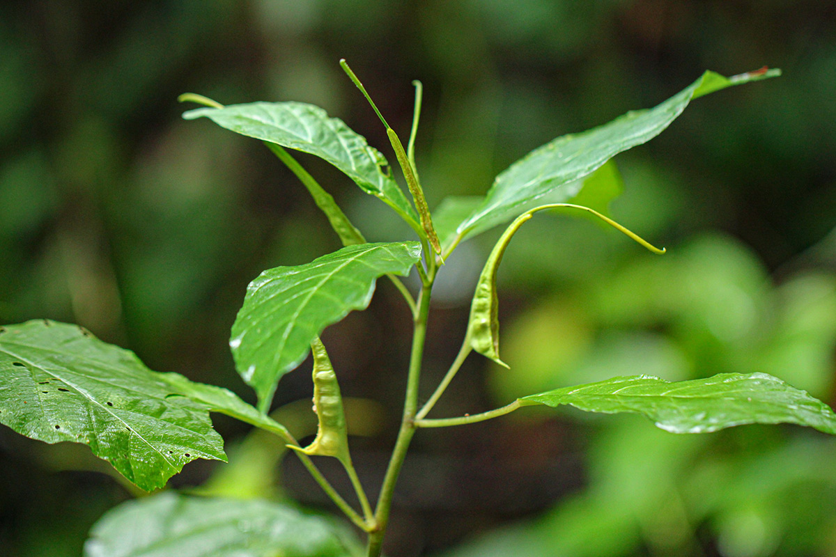 Dorstenia psilurus Dorstenia psilurus