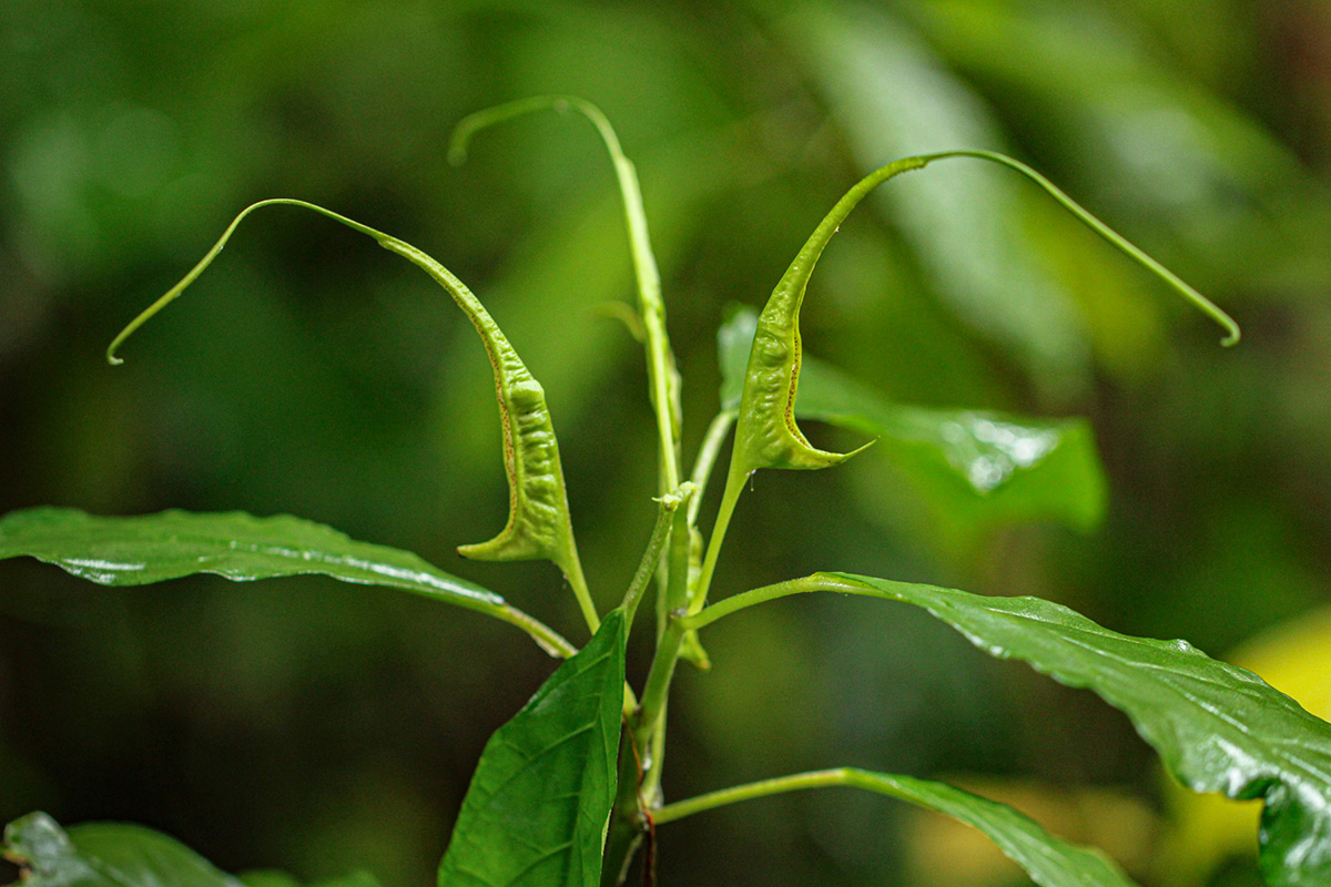 Dorstenia psilurus Dorstenia psilurus