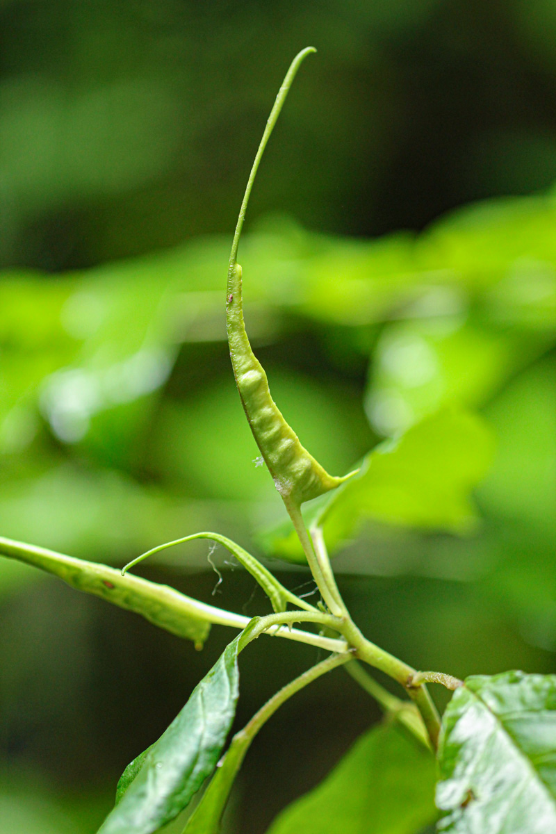 Dorstenia psilurus Dorstenia psilurus