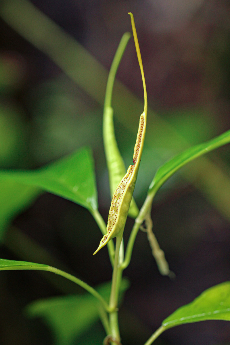 Dorstenia psilurus Dorstenia psilurus