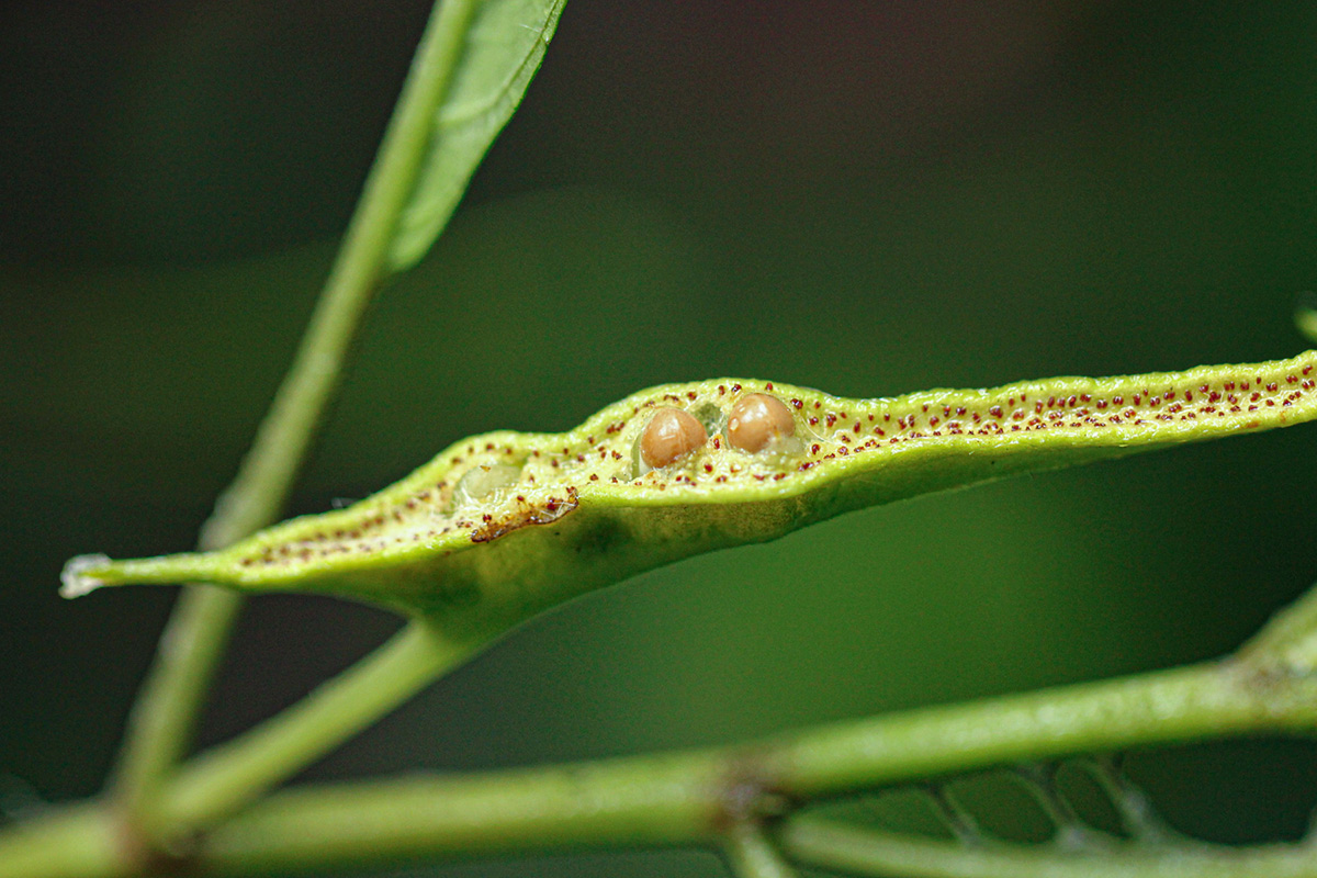 Dorstenia psilurus Dorstenia psilurus