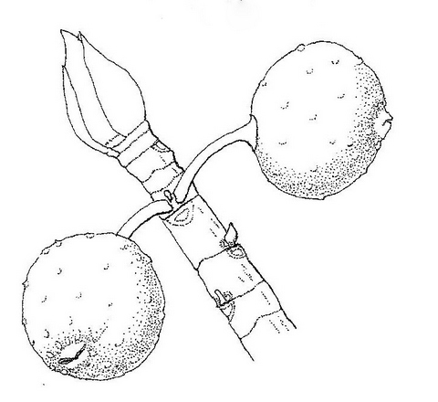 Ficus fischeri Ficus fischeri