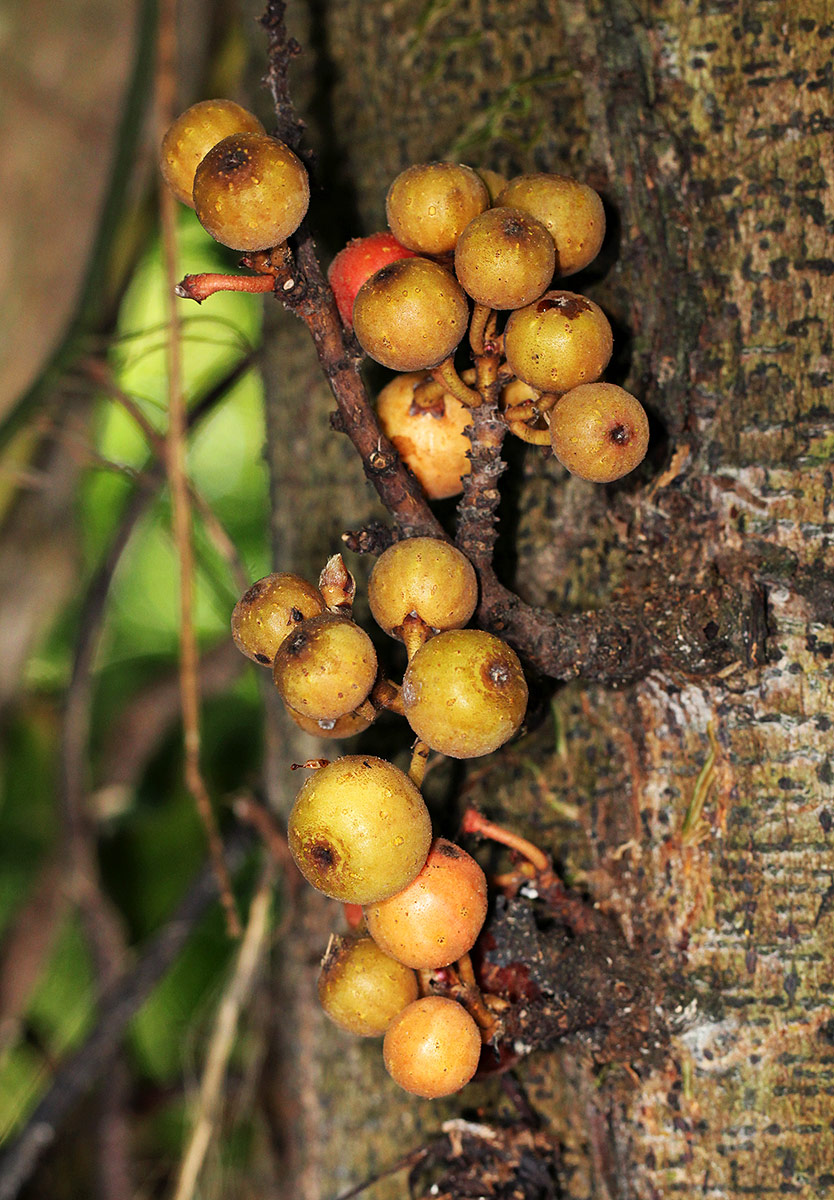 Ficus sur Ficus sur
